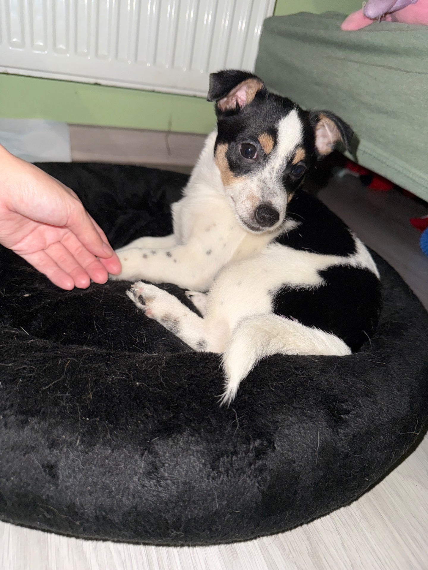 Маленькі цуценята, прилаштовуються