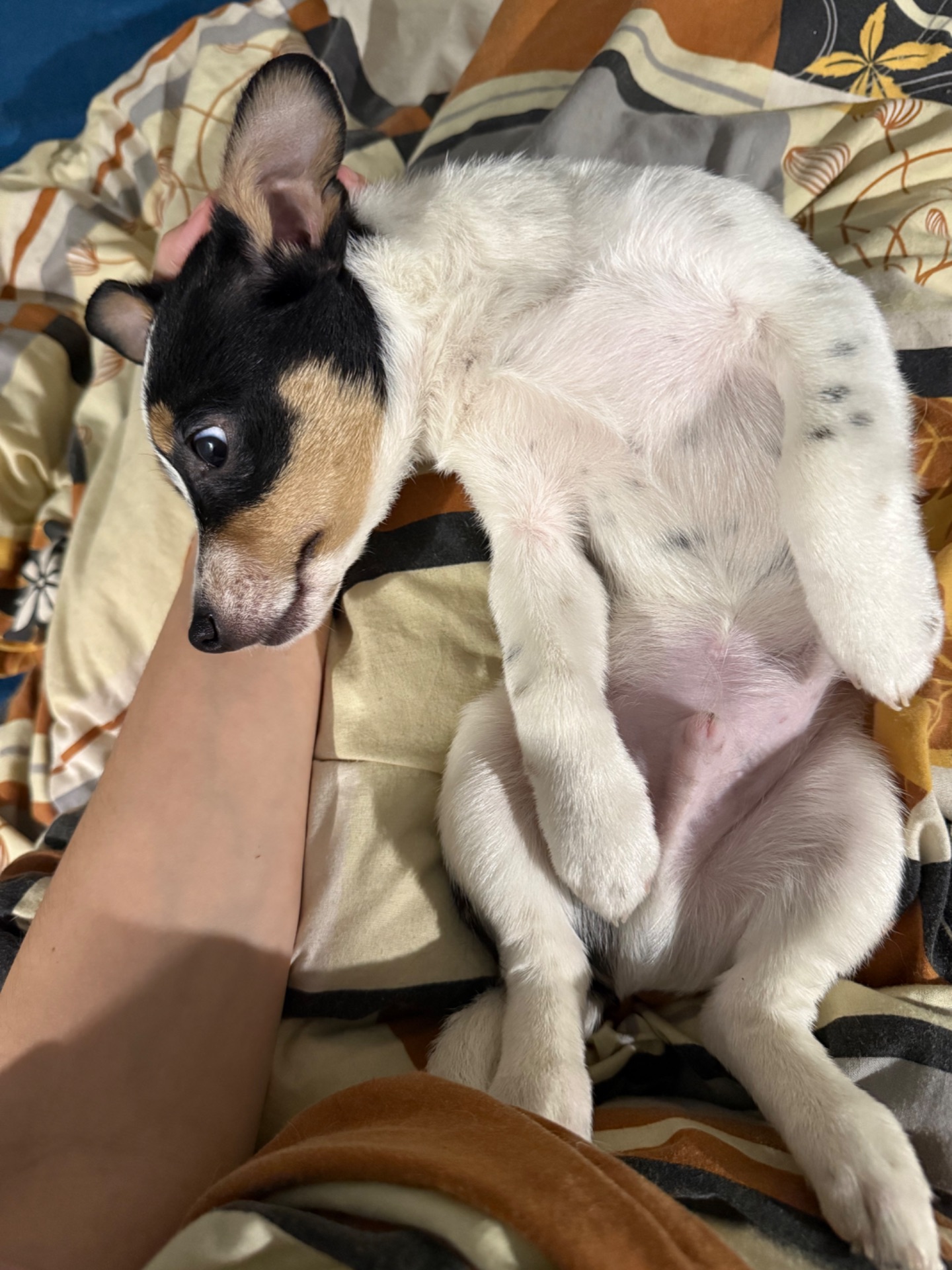 Маленькі цуценята, прилаштовуються