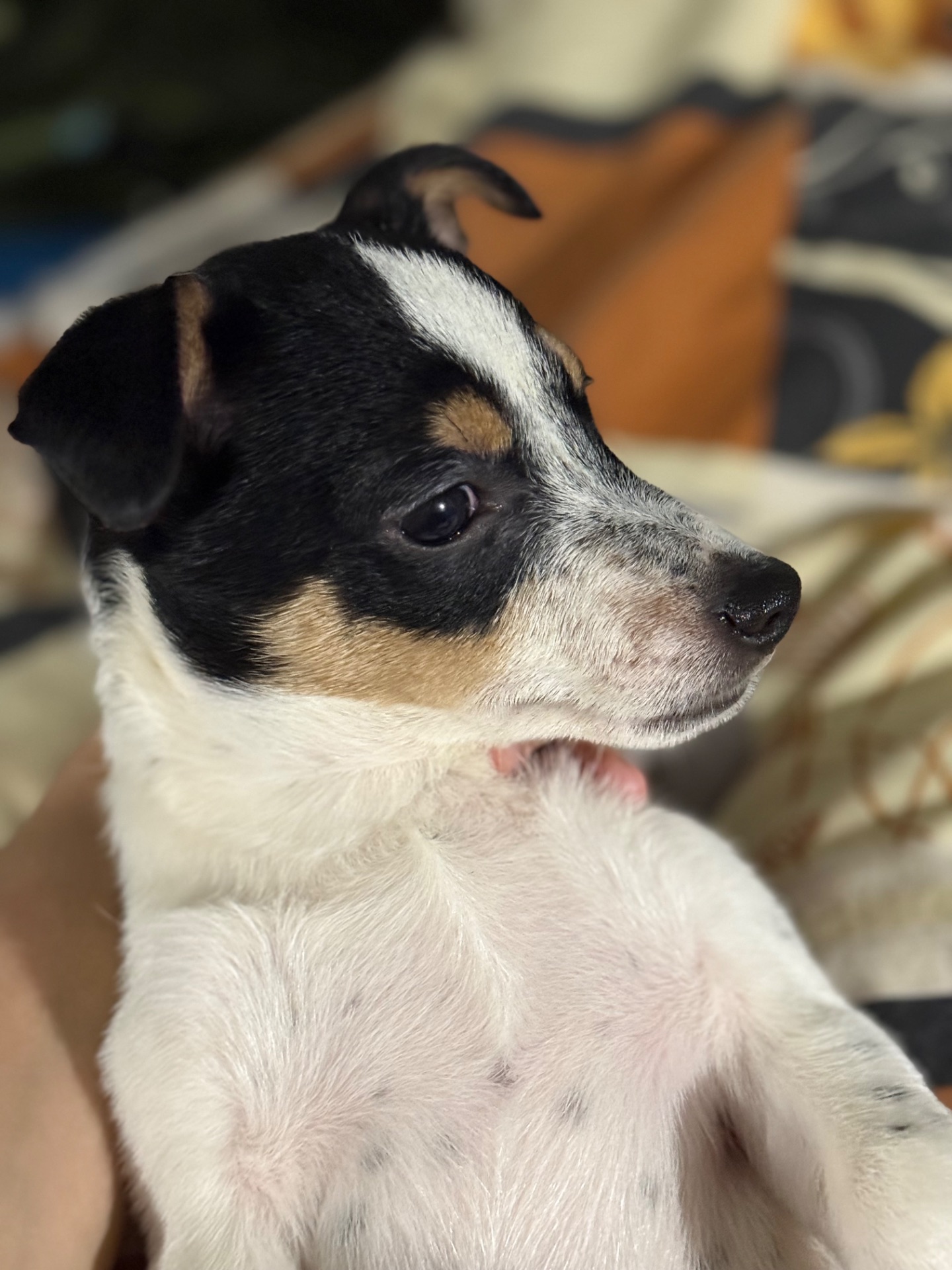 Маленькі цуценята, прилаштовуються