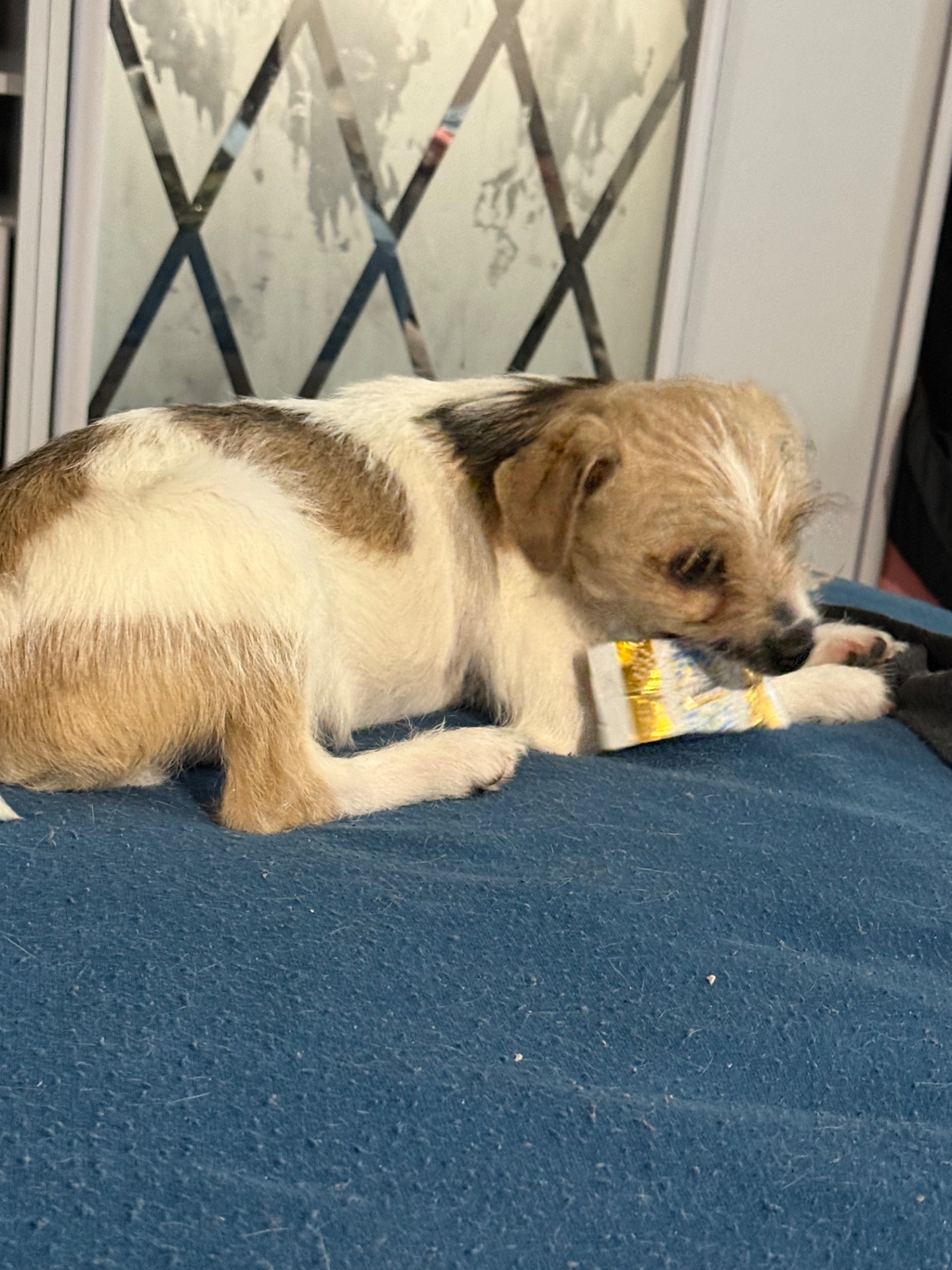 Маленькі цуценята, прилаштовуються