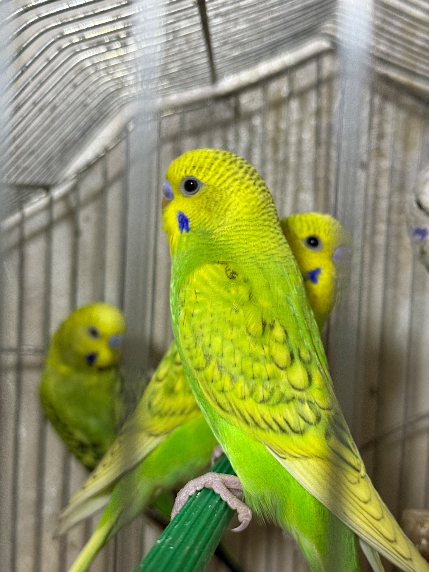 Продам хвилястих папуг 98 квартал є самці та самки