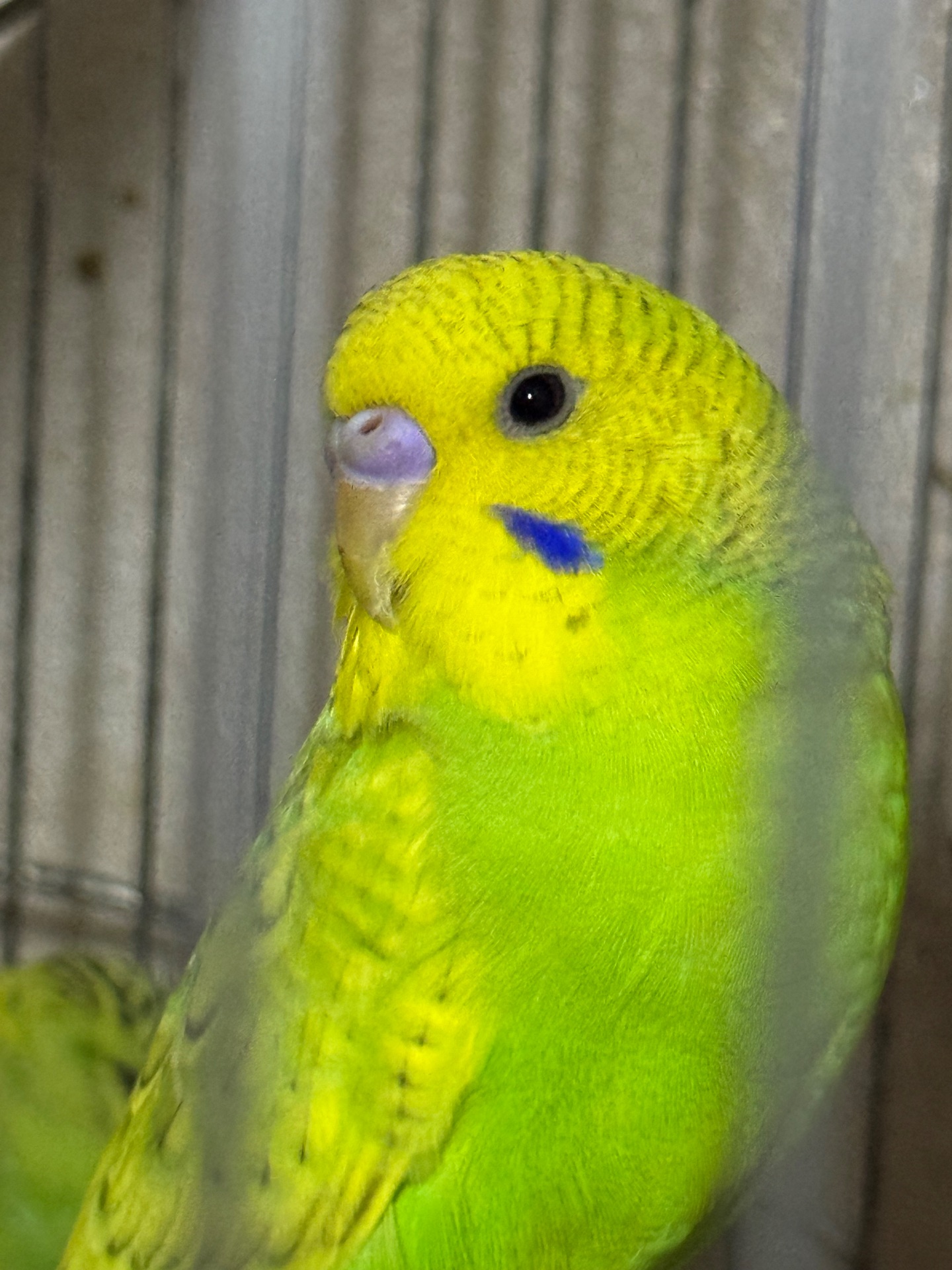 Продам хвилястих папуг 98 квартал є самці та самки