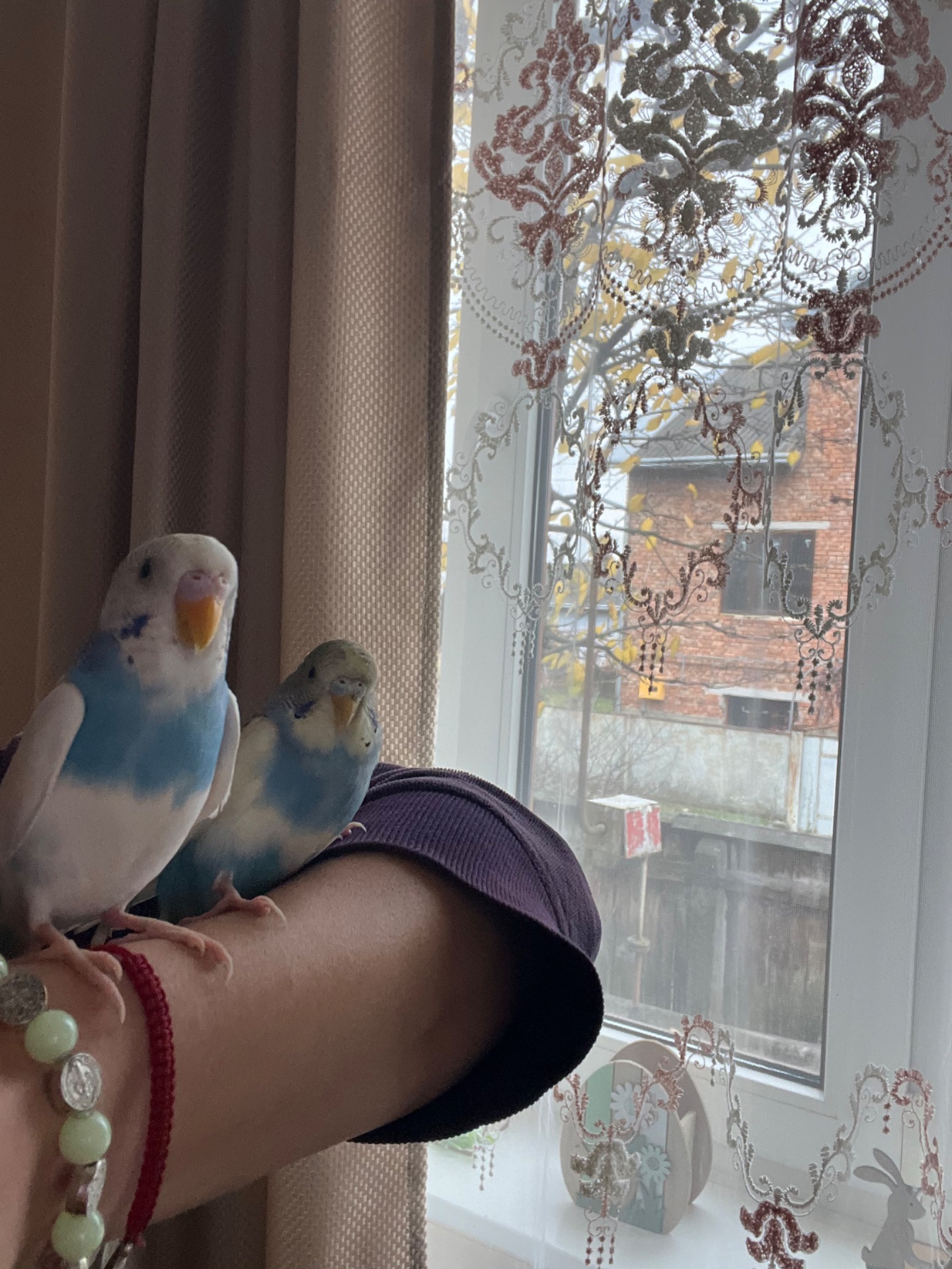 папуги хвилясті