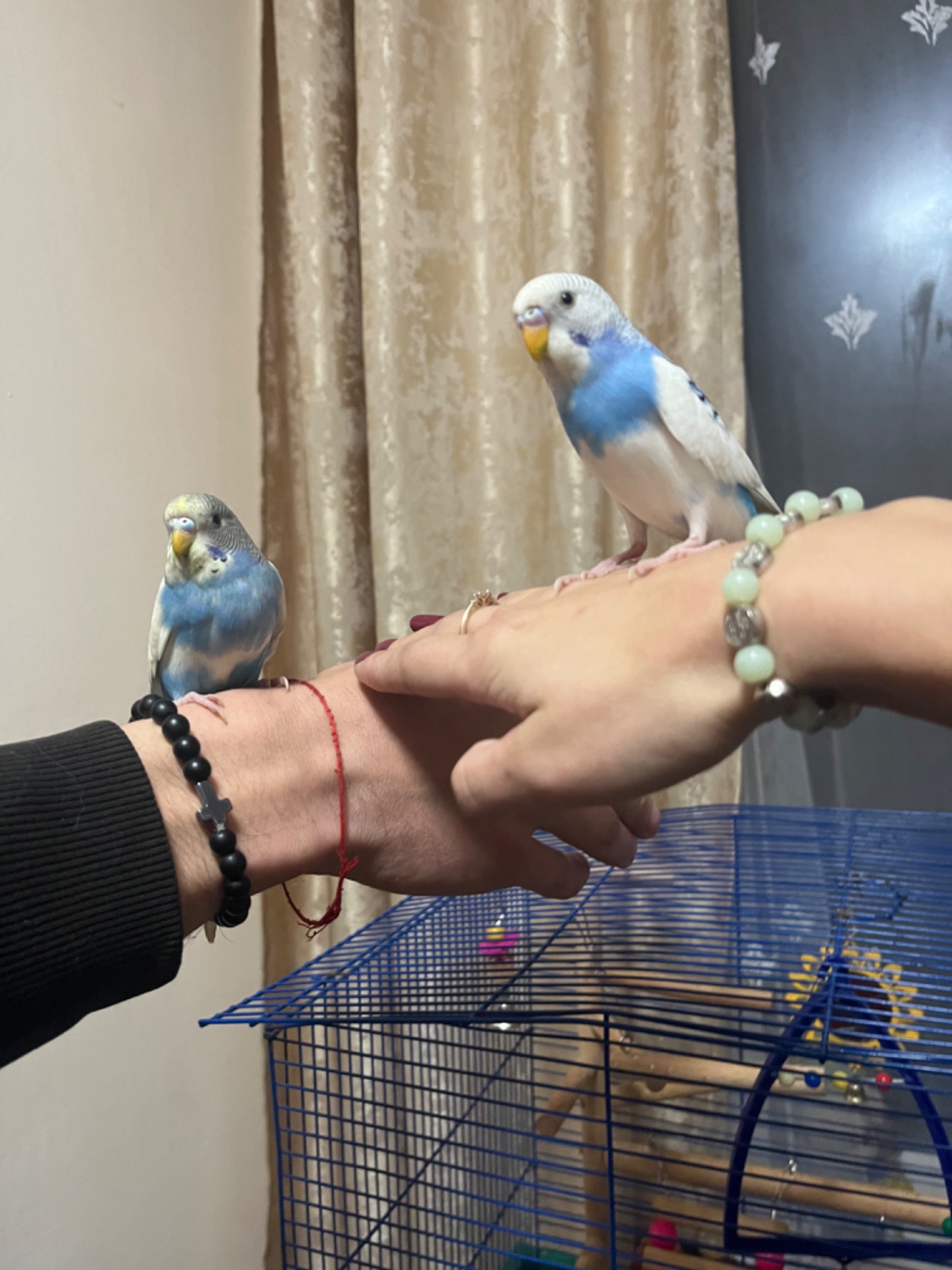 папуги хвилясті