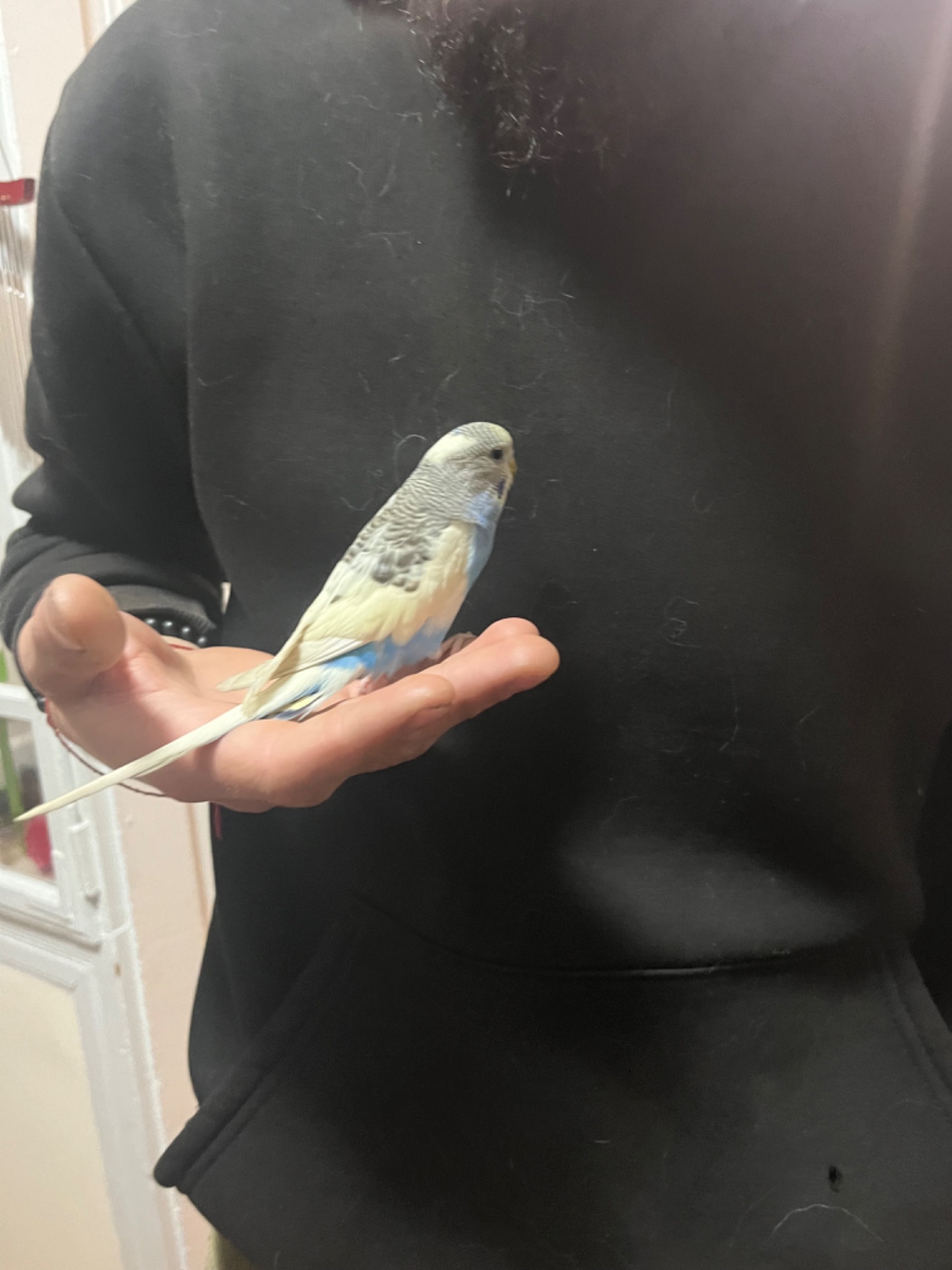 папуги хвилясті