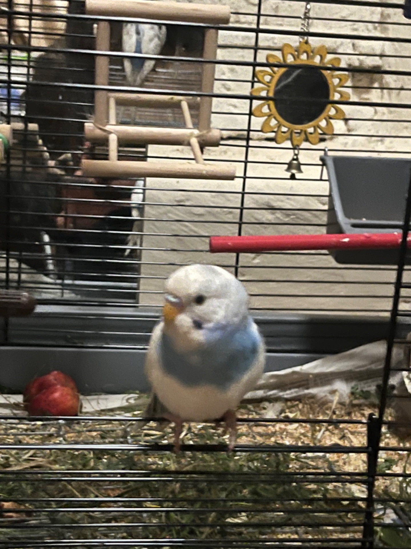 папуги хвилясті