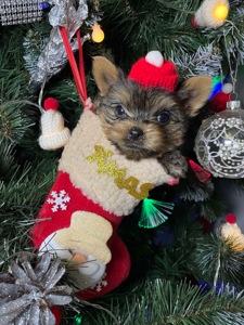 Щенки йоркширского терьера