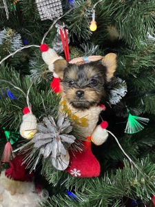 Щенки йоркширского терьера