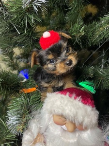 Щенки йоркширского терьера