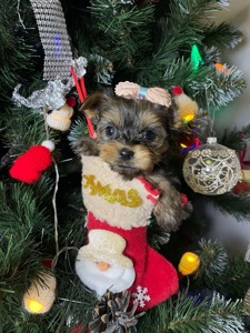 Щенки йоркширского терьера