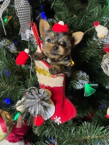 Щенки йоркширского терьера