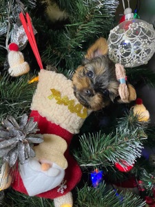 Щенки йоркширского терьера