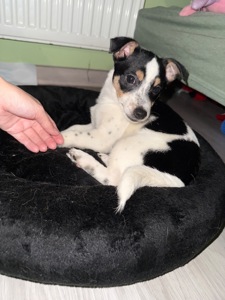 Маленькі цуценята, прилаштовуються