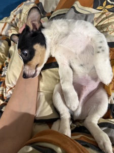 Маленькі цуценята, прилаштовуються