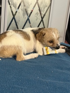 Маленькі цуценята, прилаштовуються