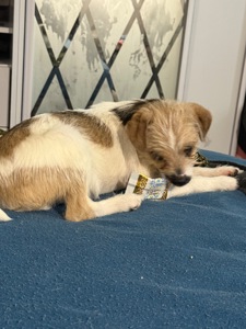 Маленькі цуценята, прилаштовуються