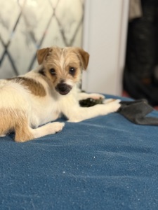 Маленькі цуценята, прилаштовуються