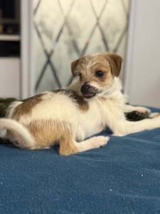 Маленькі цуценята, прилаштовуються