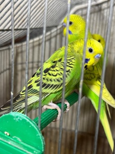 Продам хвилястих папуг 98 квартал є самці та самки