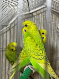 Продам хвилястих папуг 98 квартал є самці та самки