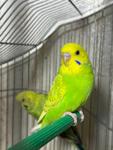 Продам хвилястих папуг 98 квартал є самці та самки