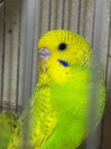 Продам хвилястих папуг 98 квартал є самці та самки