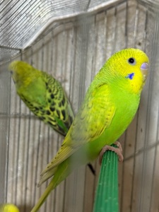 Продам хвилястих папуг 98 квартал є самці та самки