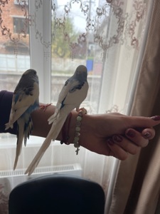 папуги хвилясті