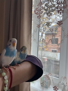 папуги хвилясті