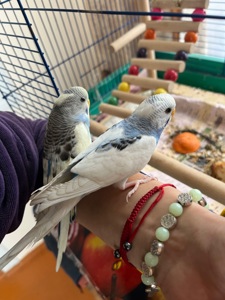 папуги хвилясті