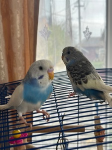 папуги хвилясті