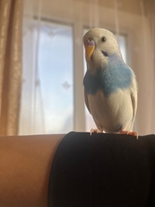 папуги хвилясті