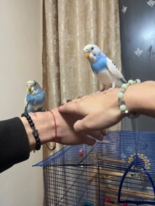 папуги хвилясті