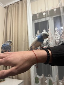 папуги хвилясті