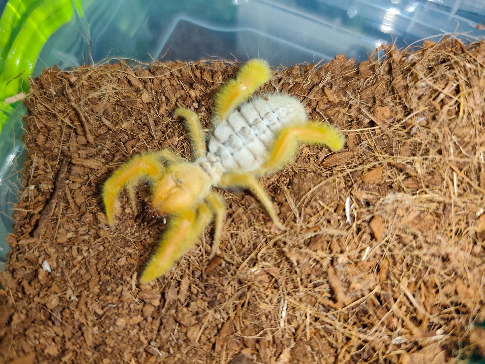 Сольпуга Galeodes sp. верблюжий паук, солнечный паук, хищник пустыни