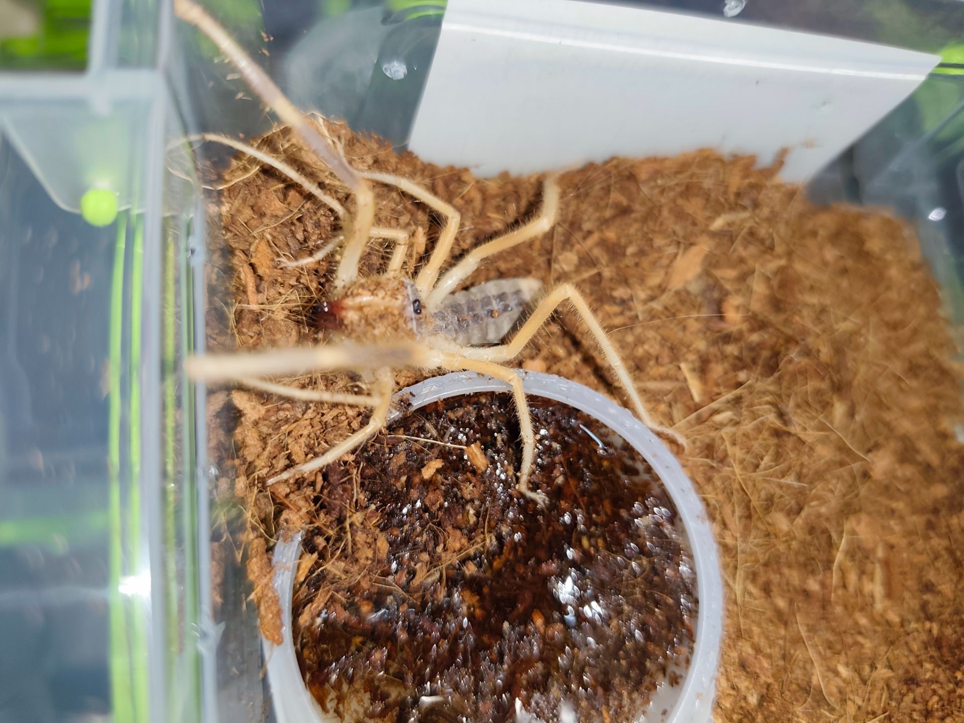 Сольпуга Galeodes sp. верблюжий паук, солнечный паук, хищник пустыни