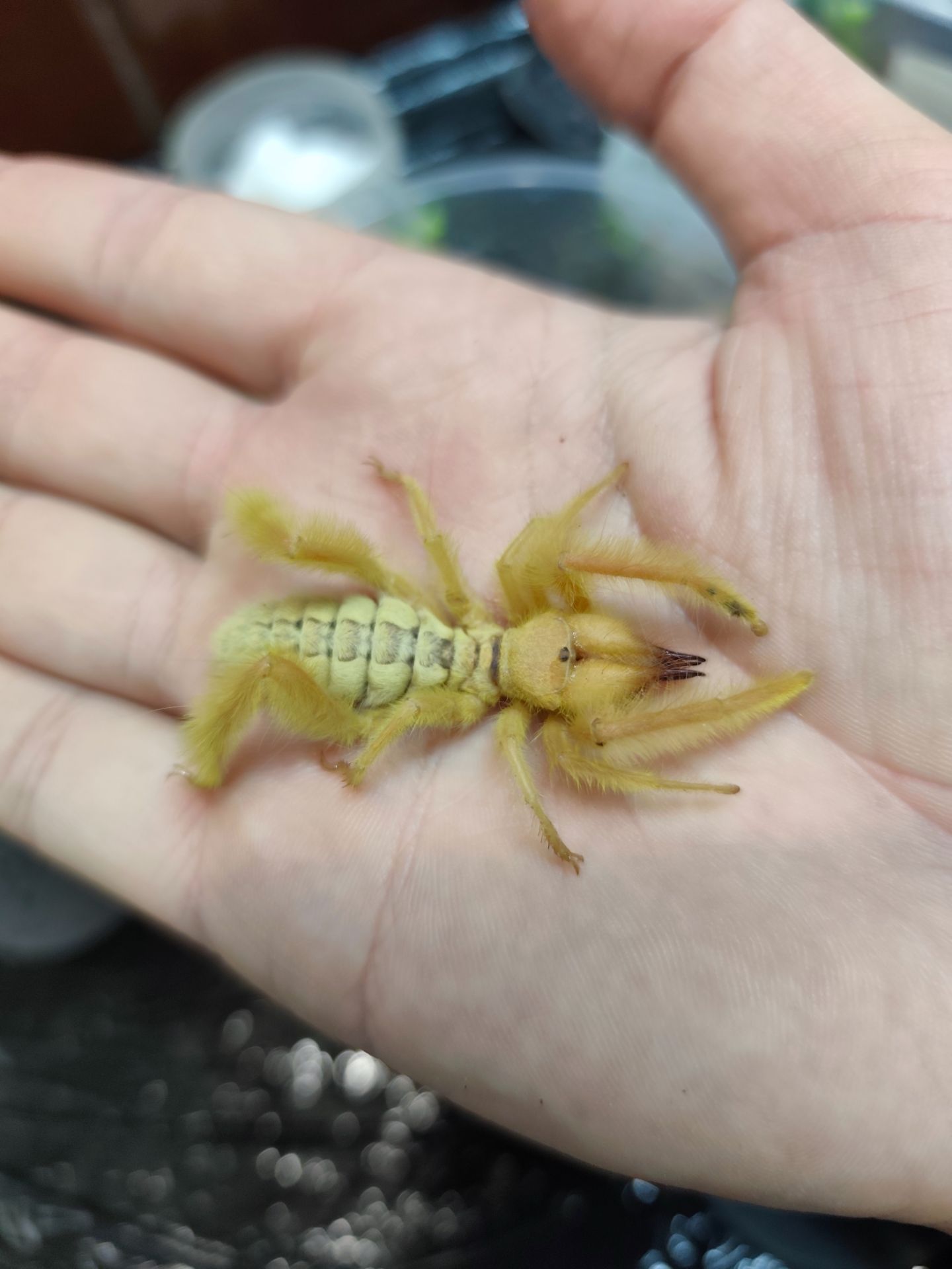 Сольпуга Galeodes sp. верблюжий паук, солнечный паук, хищник пустыни