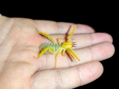 Сольпуга Galeodes sp. верблюжий паук, солнечный паук, хищник пустыни