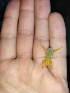 Сольпуга Galeodes sp. верблюжий паук, солнечный паук, хищник пустыни