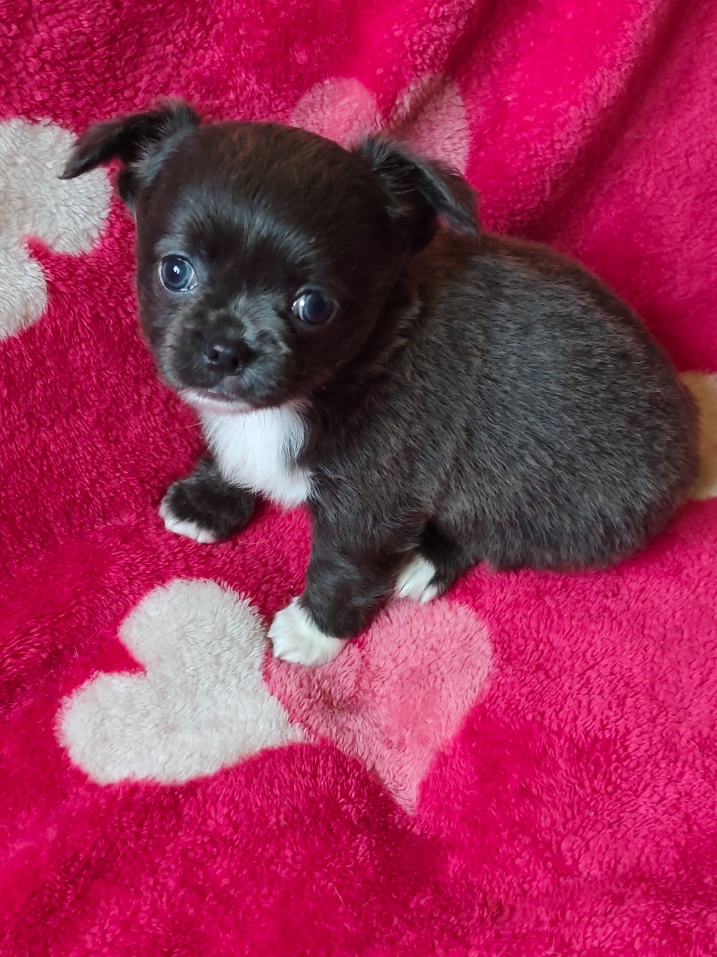 Цуценята Чіхуахуа