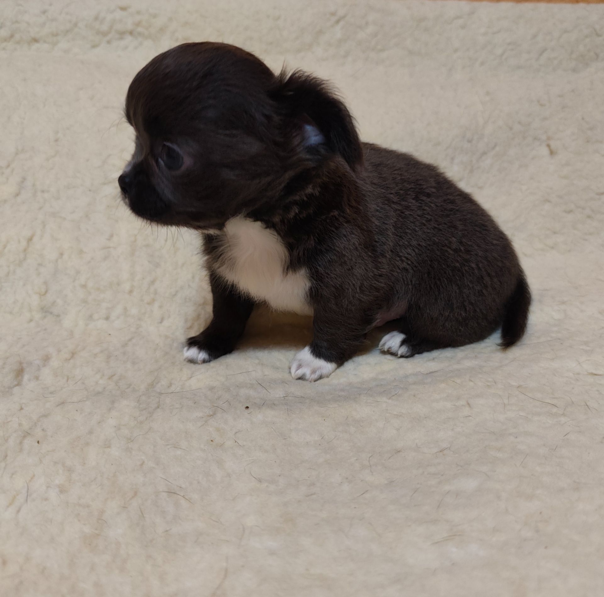 Цуценята Чіхуахуа