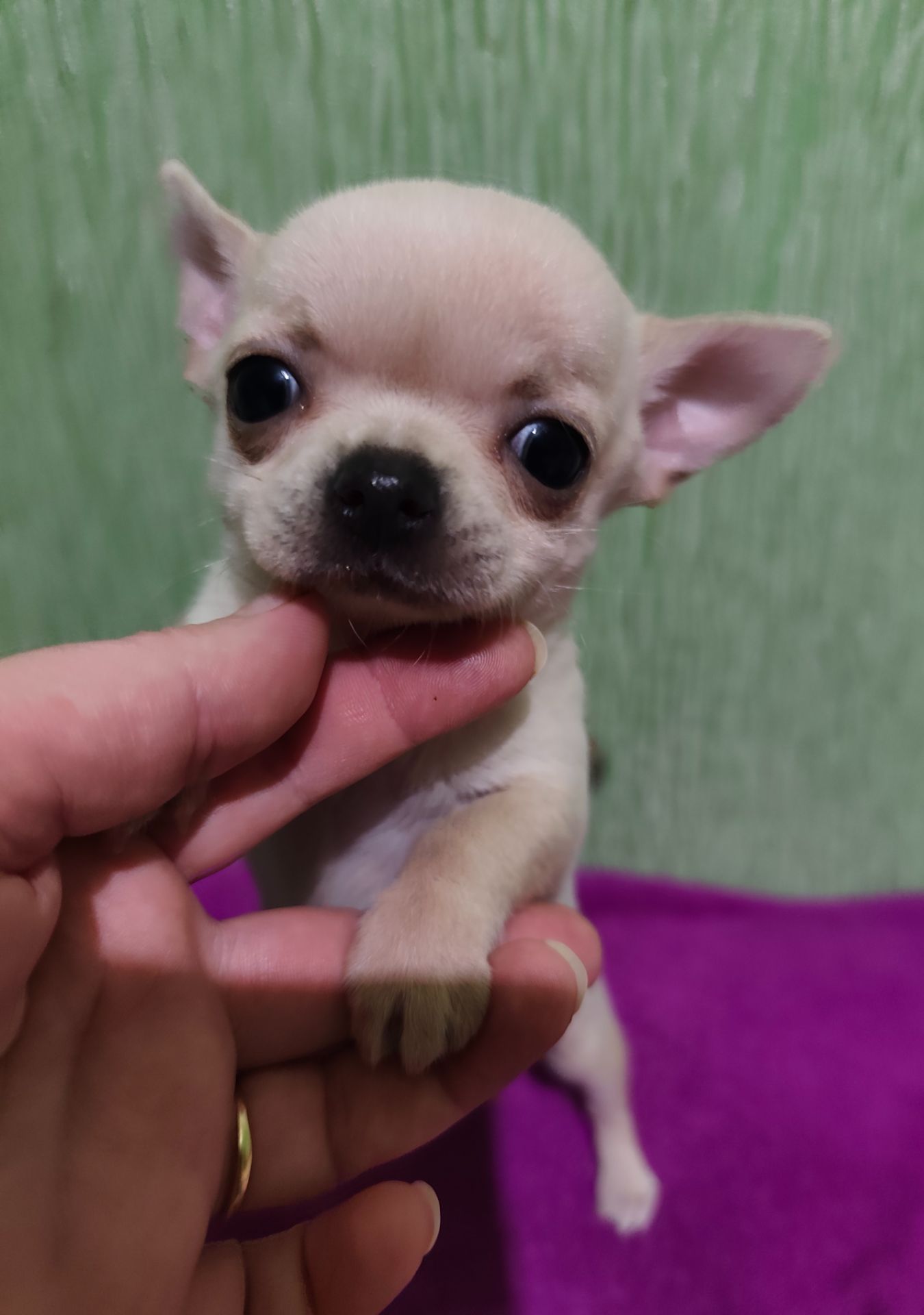 Цуценята Чіхуахуа