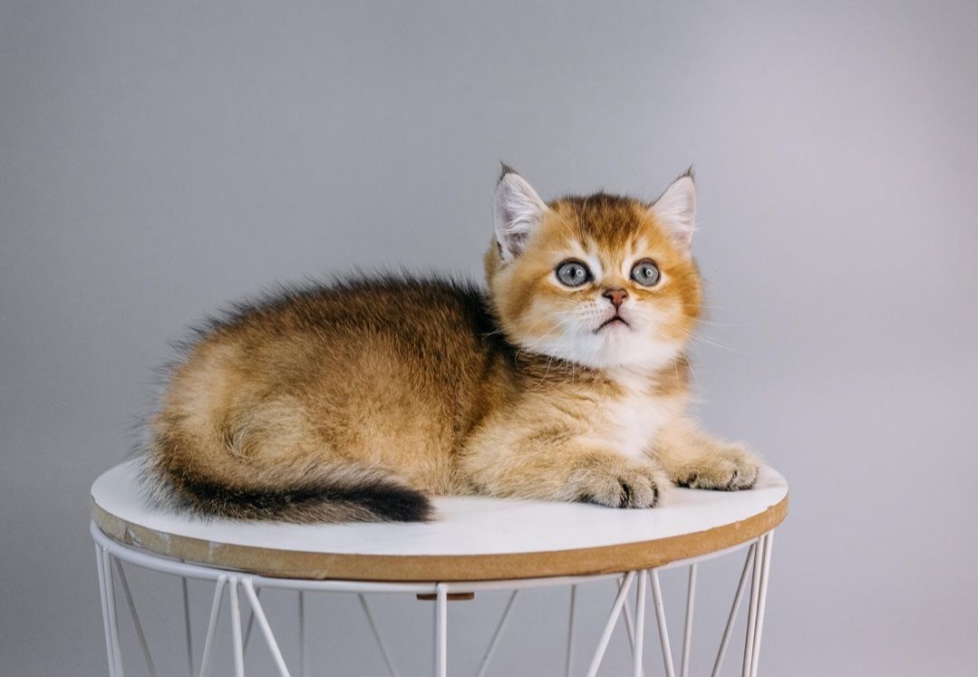 Шотландська дівчинка