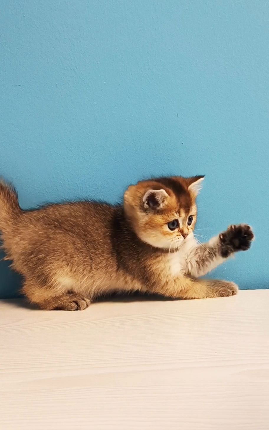 Шотландська дівчинка