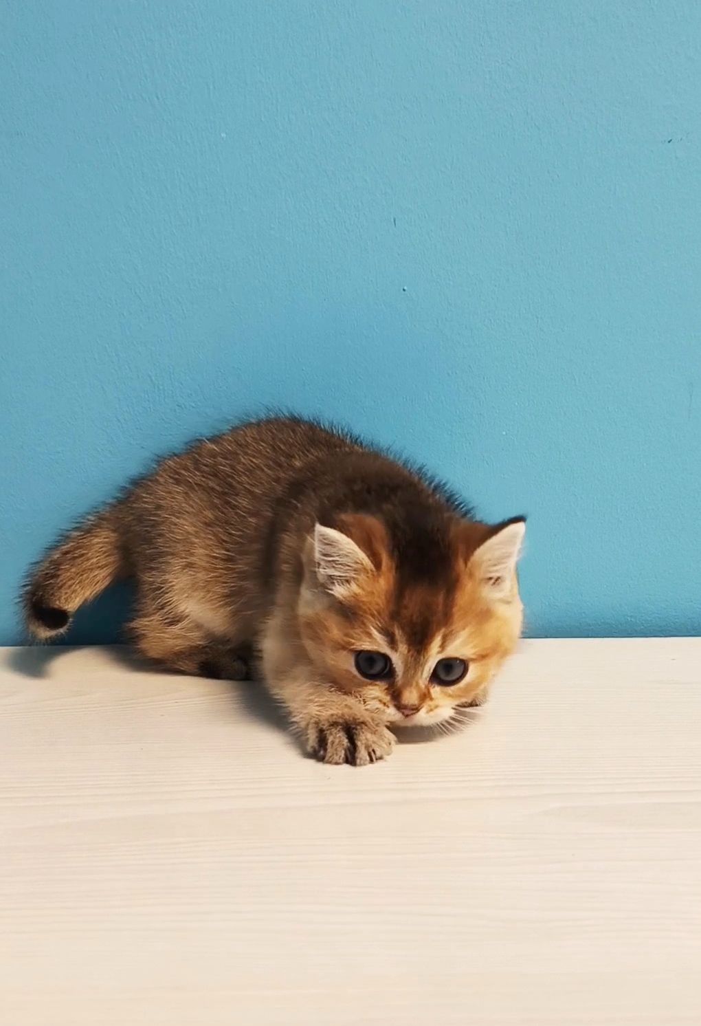 Шотландська дівчинка