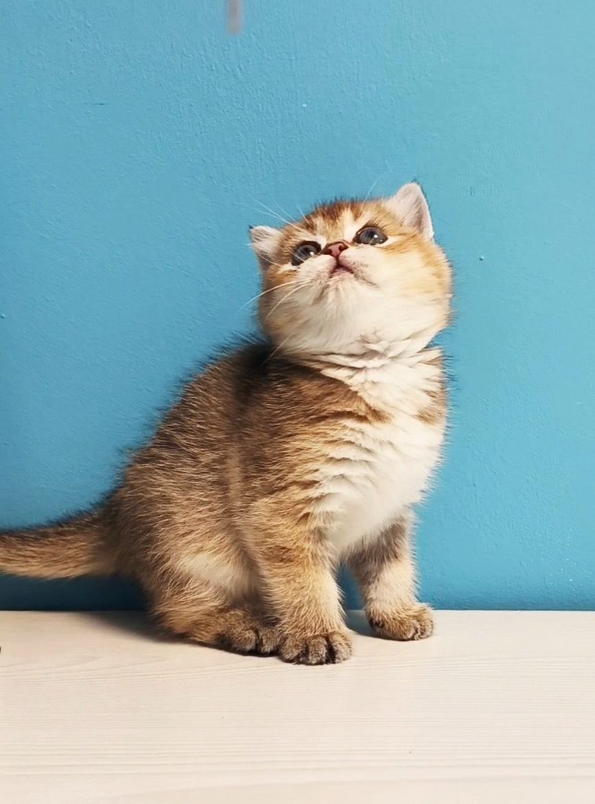 Шотландська дівчинка