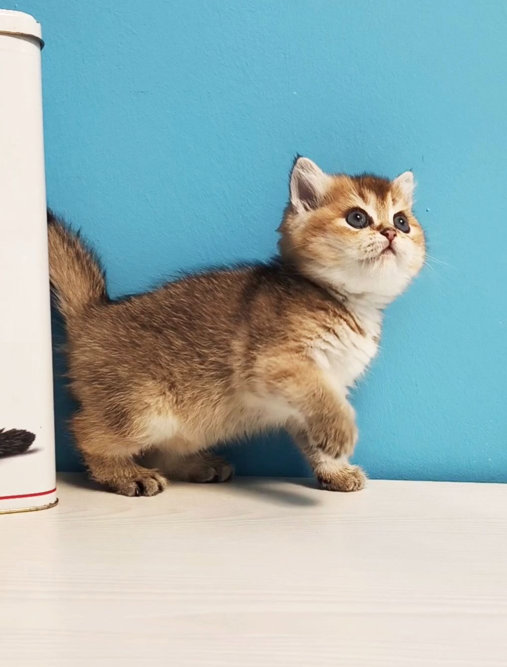 Шотландська дівчинка