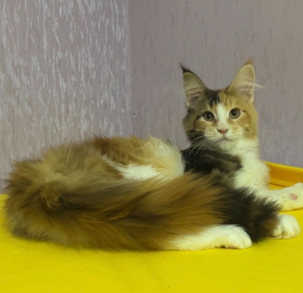 Мейнкун дівчинка з документами