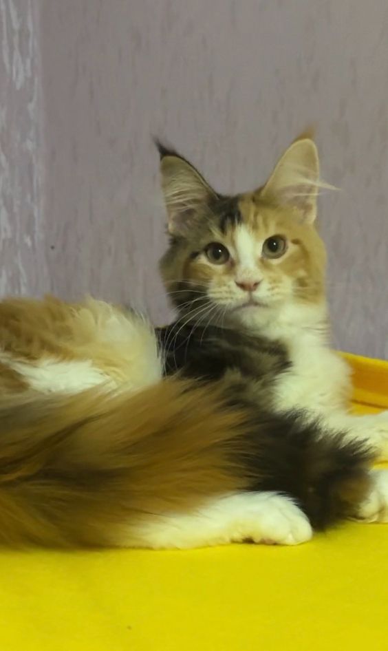 Мейнкун дівчинка з документами