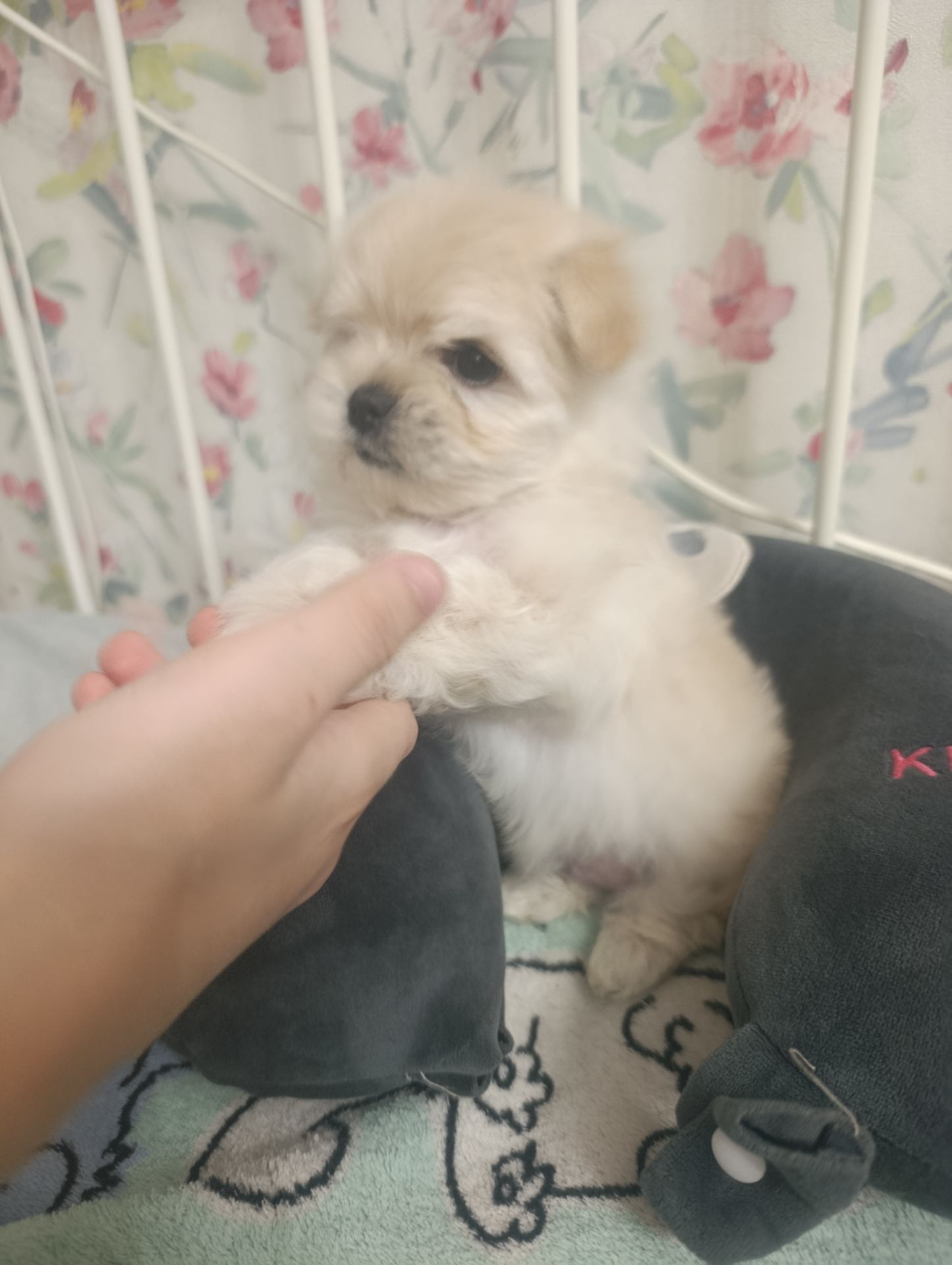 Щеночки болоночки